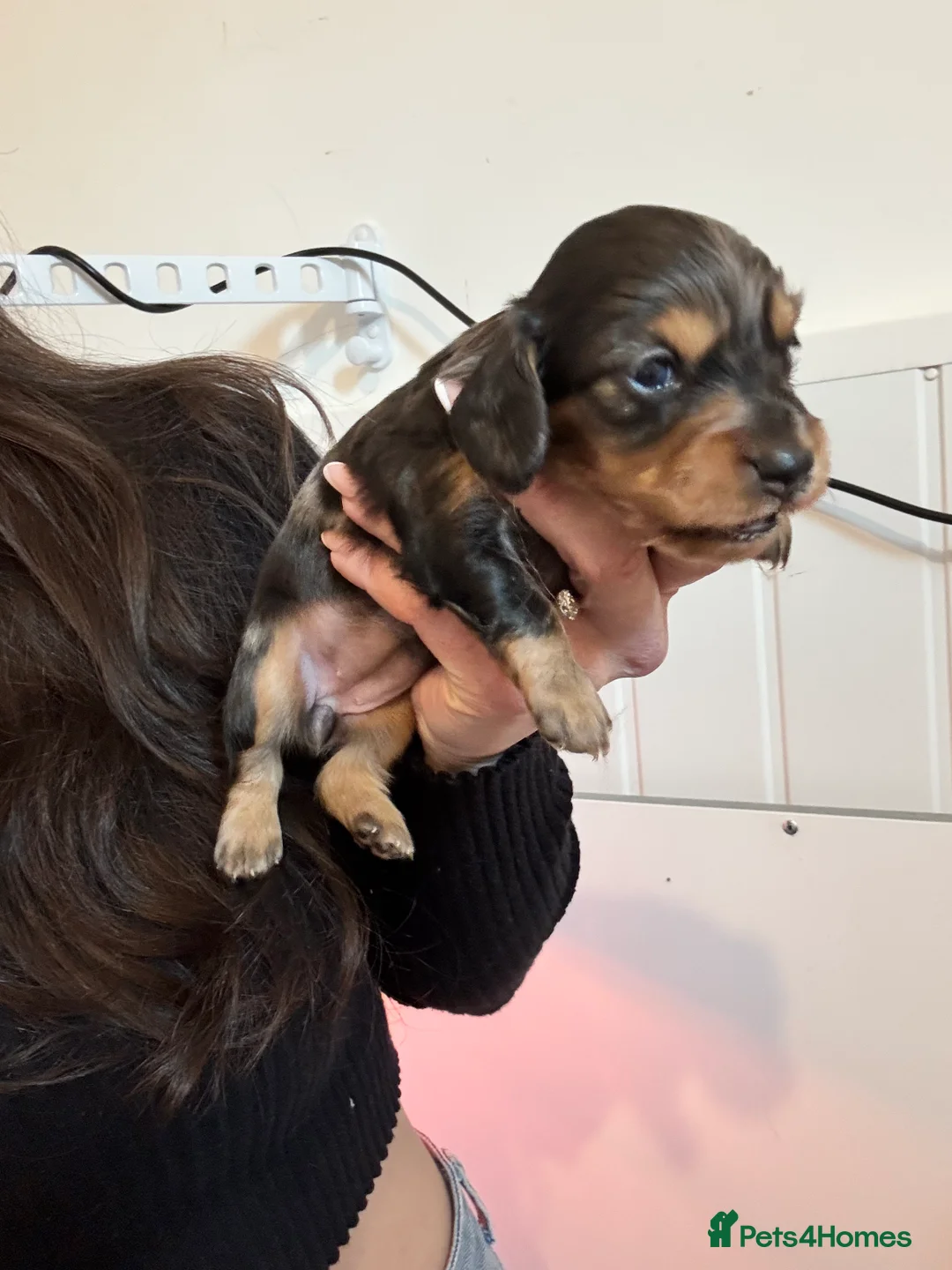 Dachshund dogs for sale: LONGHAIRED MINIATURE DACHSHUND KC REG PRA CLEAR - Advert 5