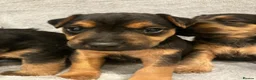 Lakeland Terrier dogs for sale: Beautiful Lakeland  - Advert 8