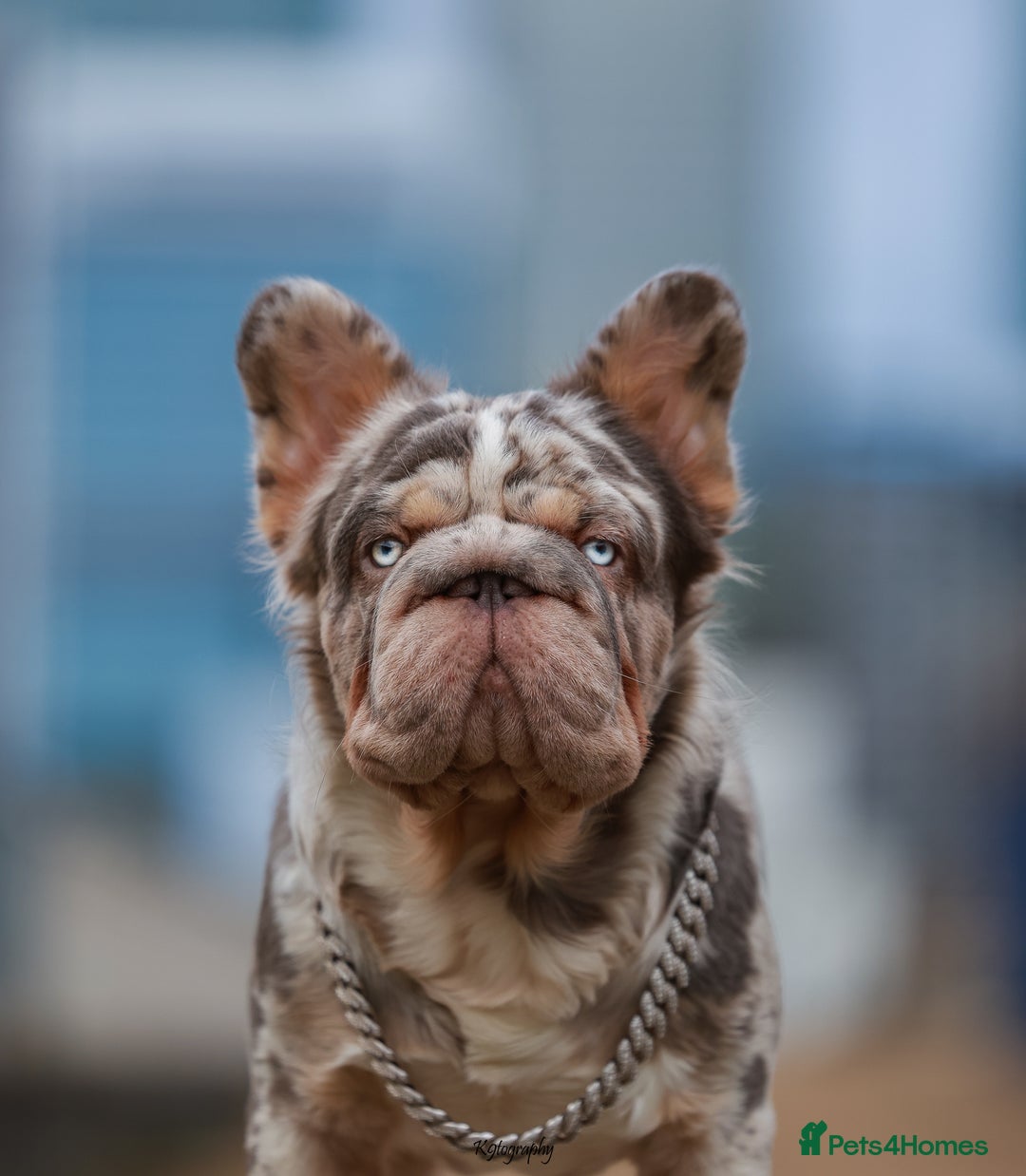 French Bulldog dogs for sale: Full fluffy ** lilac and tan Merle in London - Image 1