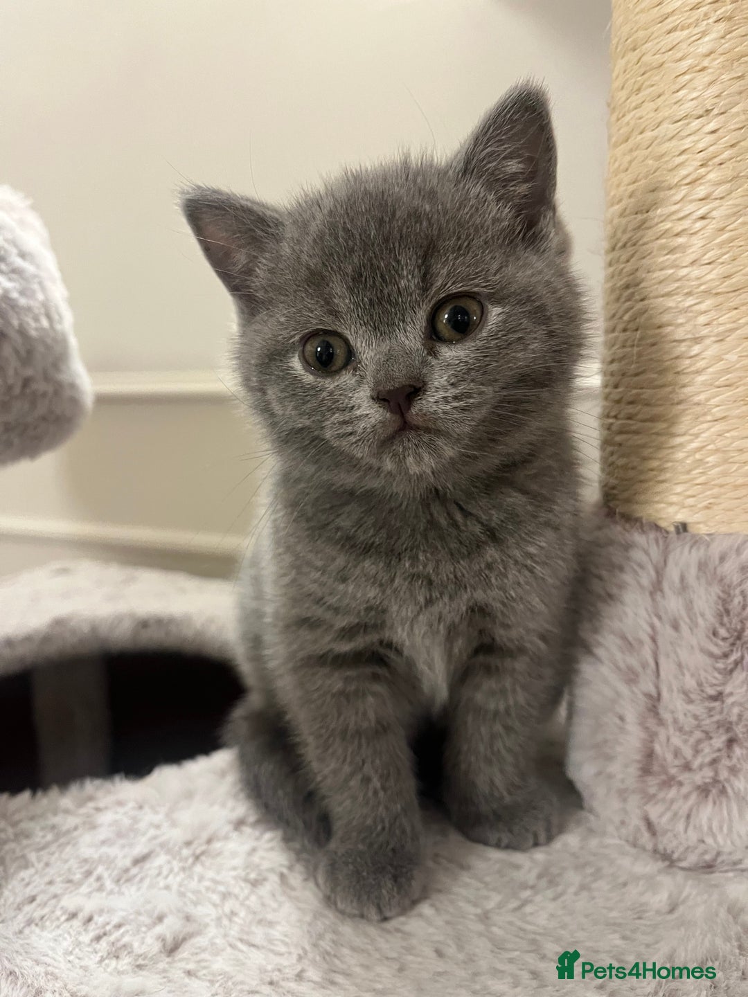 British Shorthair cats for sale: Beautiful Blue British Shorthair Kittens - Advert 4