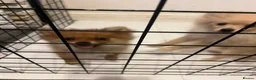 Pomeranian dogs for sale: Pomeranian fox snout - Advert 5