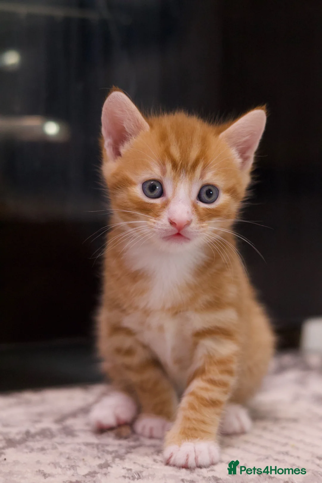 Mixed Breed cats for sale: Kitten for sale - Advert 6