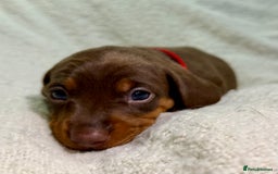 Miniature Dachshund dogs for sale: Mini Dachshund KC Reg -  ONLY 3 MALE PUPS LEFT!  - Advert 23