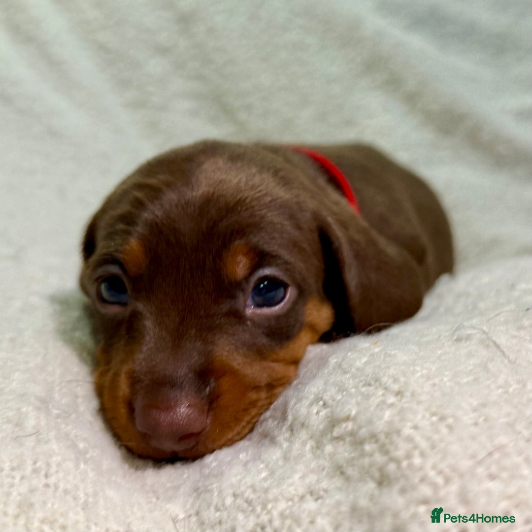 Miniature Dachshund dogs for sale: Mini Dachshund KC Reg -  ONLY 3 MALE PUPS LEFT!  - Advert 23
