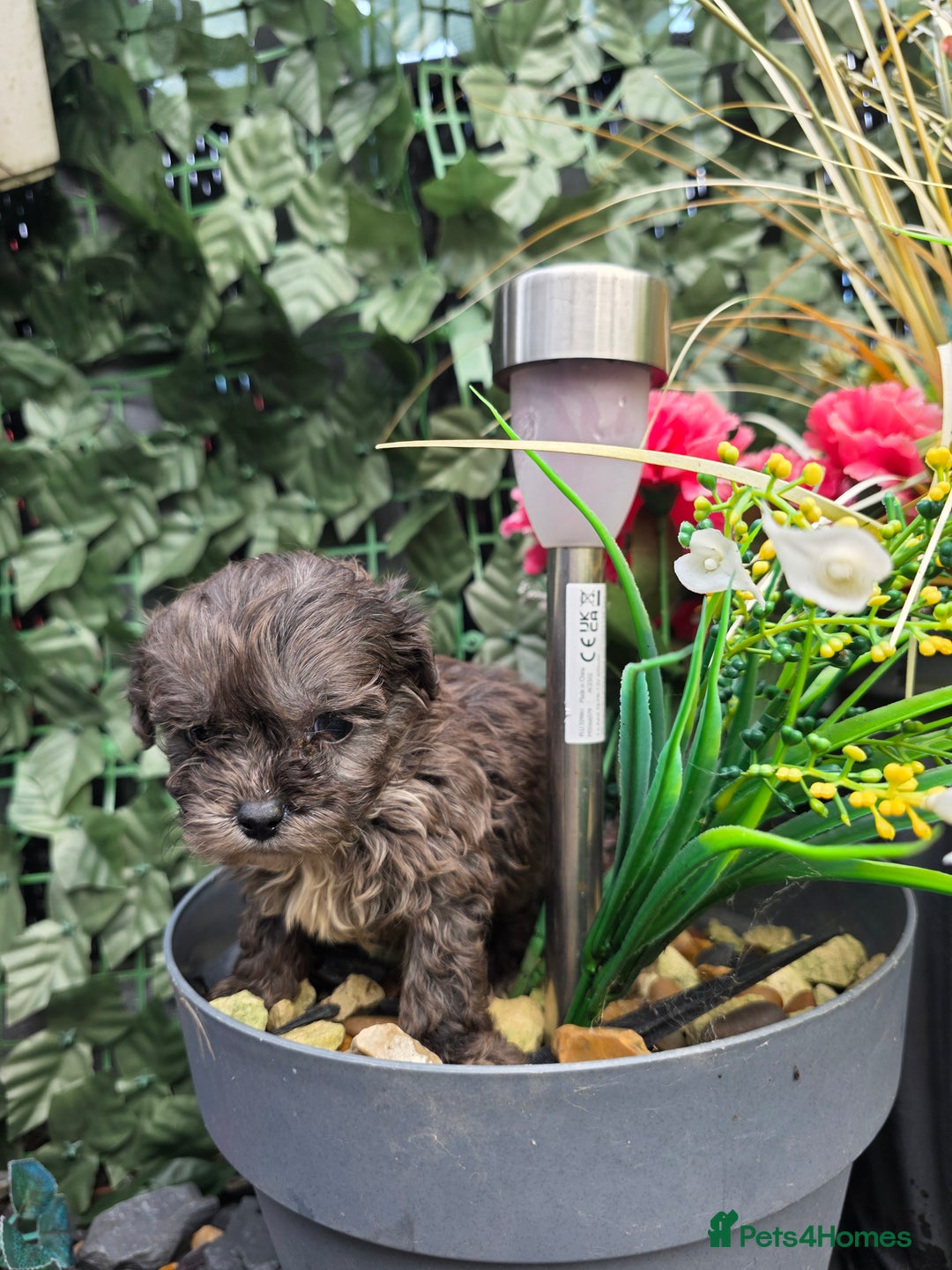 Shihpoo dogs for sale: Beautiful F1 shihpoo babies DNA clear. - Advert 4