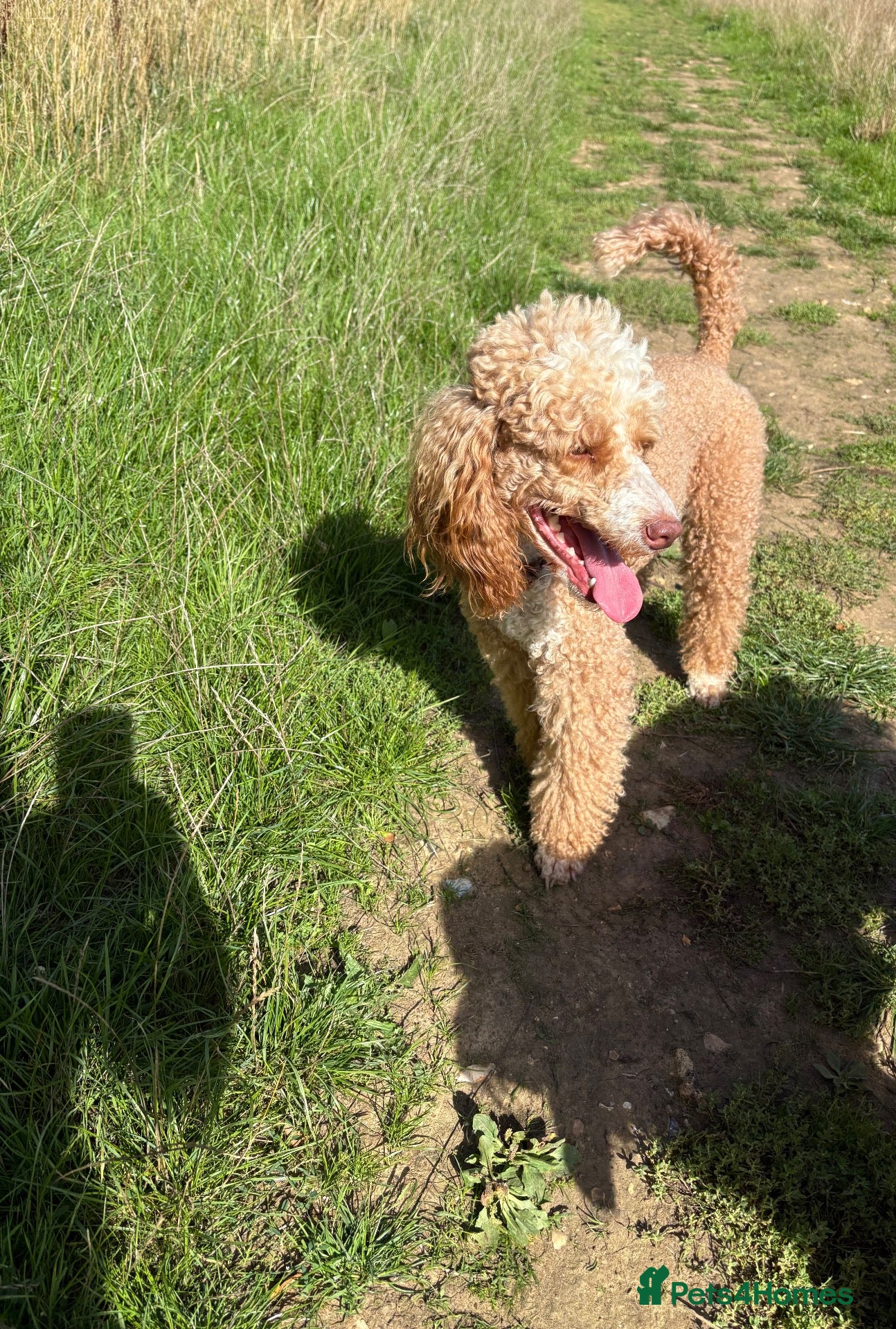 Miniature Poodle dogs 🐾 HUGO — KC REGISTERED MINIATURE POODLE STUD DOG - Advert 5