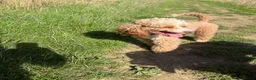 Miniature Poodle dogs for stud: 🐾 HUGO — KC REGISTERED MINIATURE POODLE STUD DOG in Stevenage - Advert 1