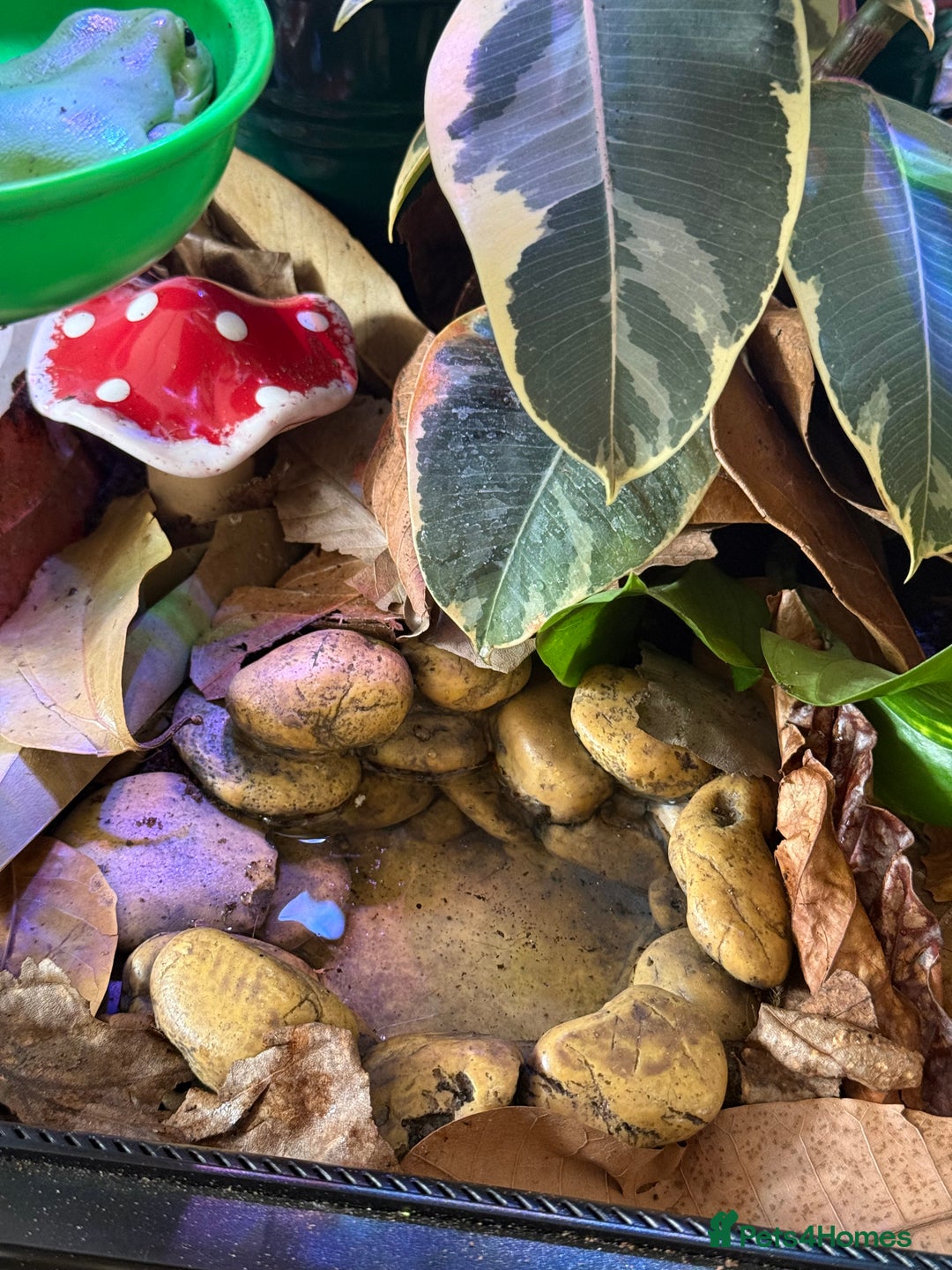 Frog reptiles for sale: Whites tree frogs with bioactive set up  - Image 8