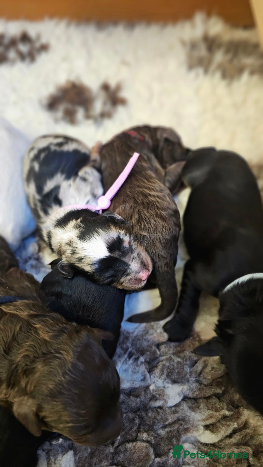 Cavapoo dogs for sale: STUNNING FULLY HEALTH TESTED F1B CAVAPOO  - Advert 25