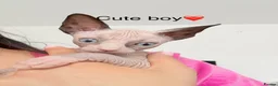 Sphynx cats for sale: Cute Sphynx Boy💙 - Advert 6