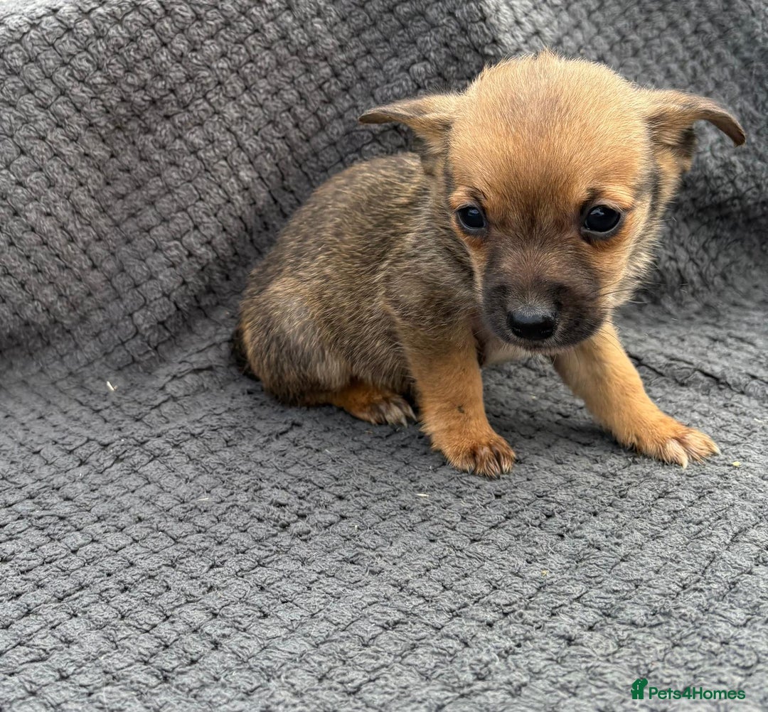 Jack Russell dogs for sale: Short legged Jack Russell’s  - Image 4