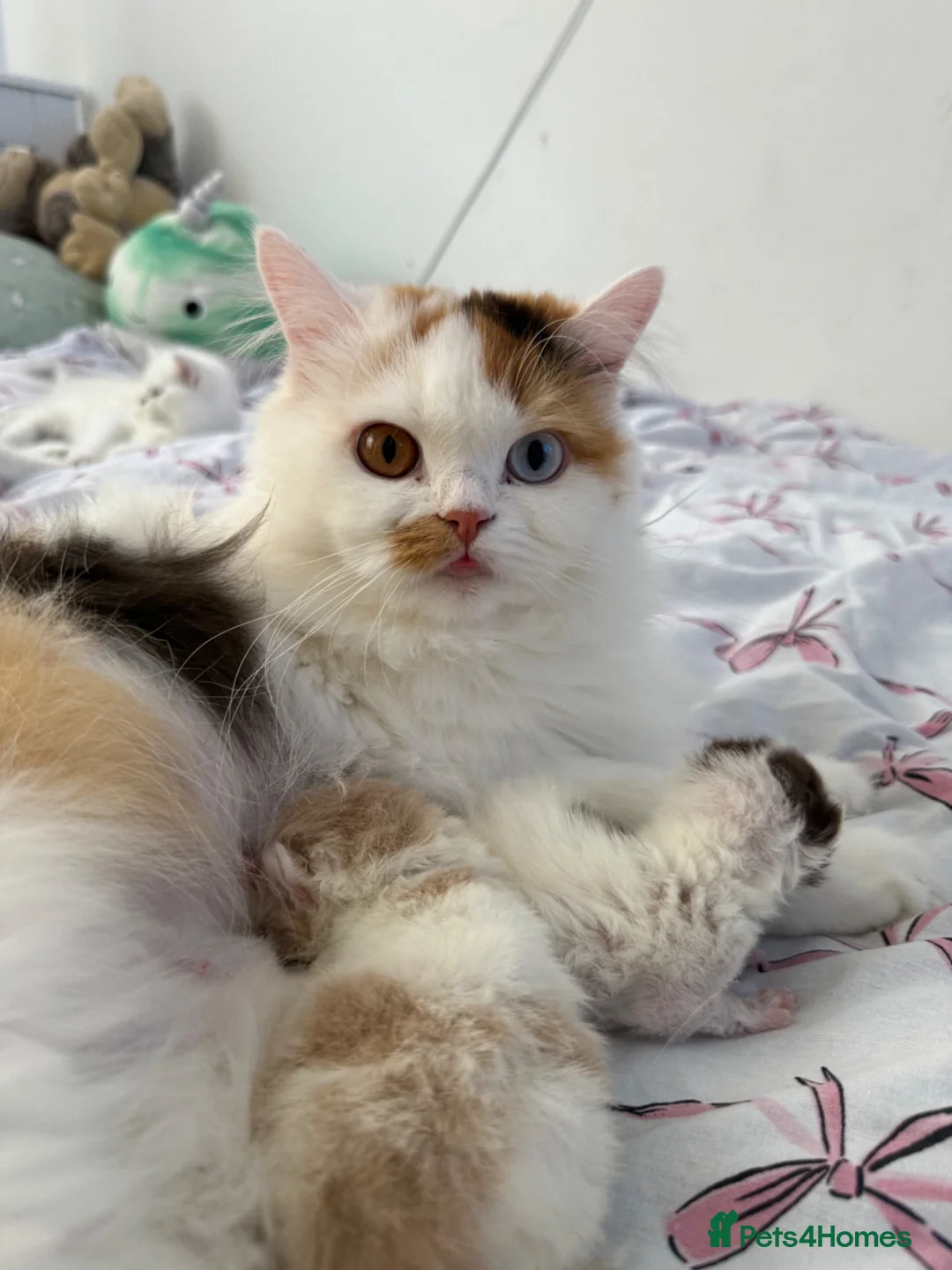 British Shorthair cats for sale: Champion line British longhair  - Advert 2