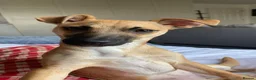 Jack Russell dogs for sale: 🐾 Miniture Jack russell pups 🐾 - Advert 2