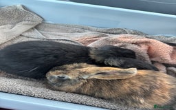 Dwarf Lop rabbits for sale: Rabbits for sale - Image 2