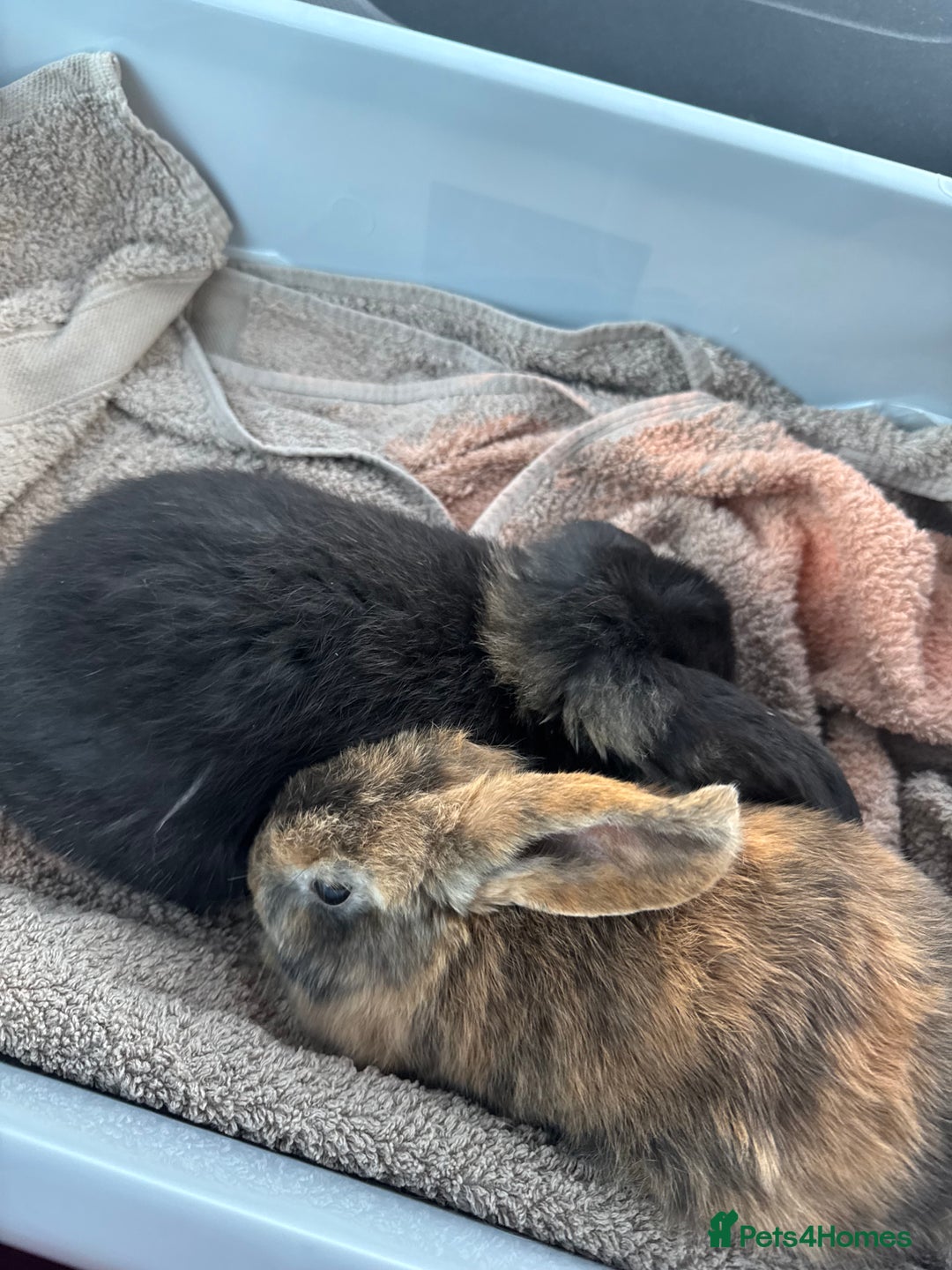 Dwarf Lop rabbits for sale: Rabbits for sale - Image 2