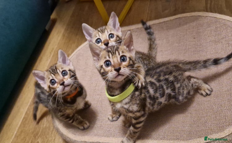 Bengal cats - Advert 9