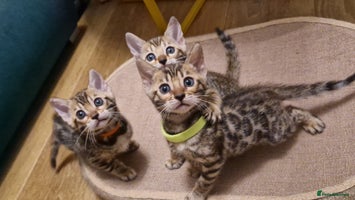 Bengal cats - Advert 7