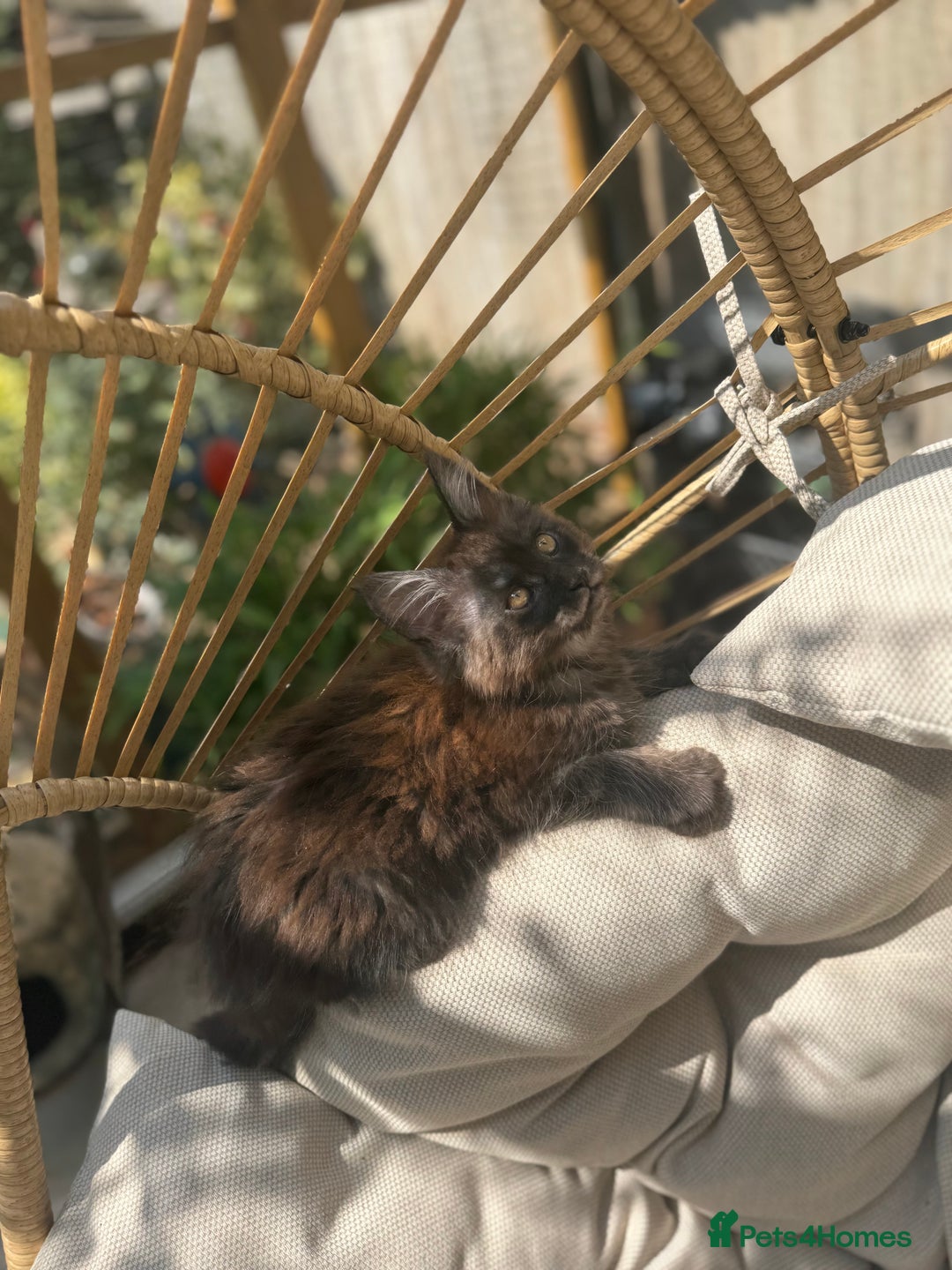 Maine Coon cats for sale: Stunning Black Smoke TiCA kittens  - Image 18