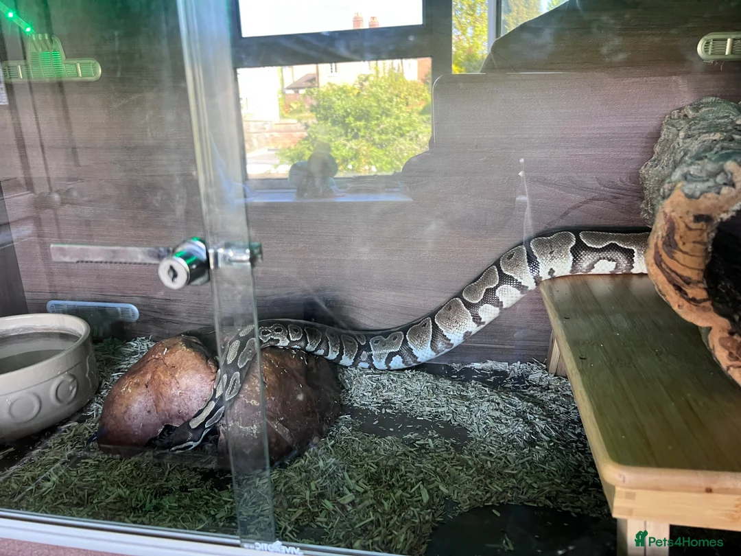 Python Snake reptiles for sale: Lola The Royal Python in Hertford - Advert 1