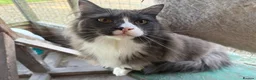 Maine Coon cats for sale: Maine coon - Advert 1