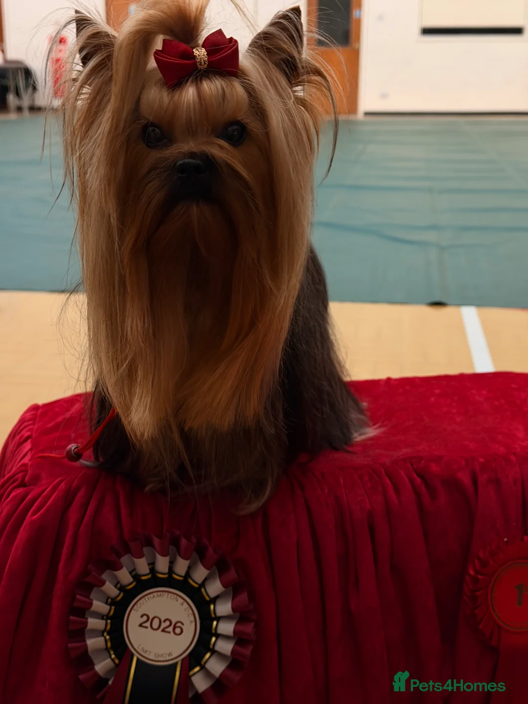 Yorkshire Terrier dogs for stud: Miniature Show boy  1,8 kg !  in Camberley - Advert 2