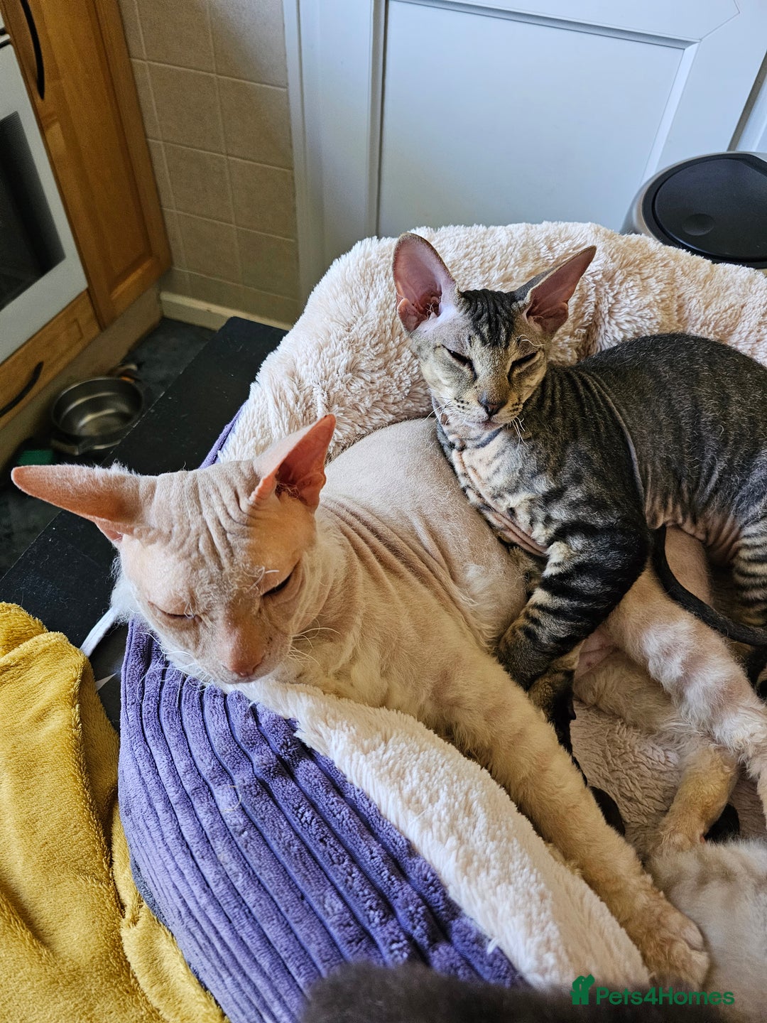Siamese cats for sale: Beautiful Siamese x sphynx x kittens in Salisbury - Image 31
