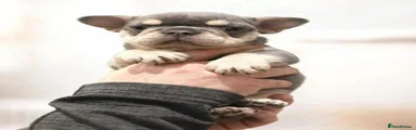 French Bulldog 4