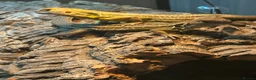 Lizard reptiles for sale: RARE Vietnamese Butterfly Agamas  - Advert 9