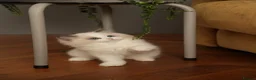 Ragdoll cats for sale: 💎Azuri El – Last Available Breeding Male🐾 - Advert 6