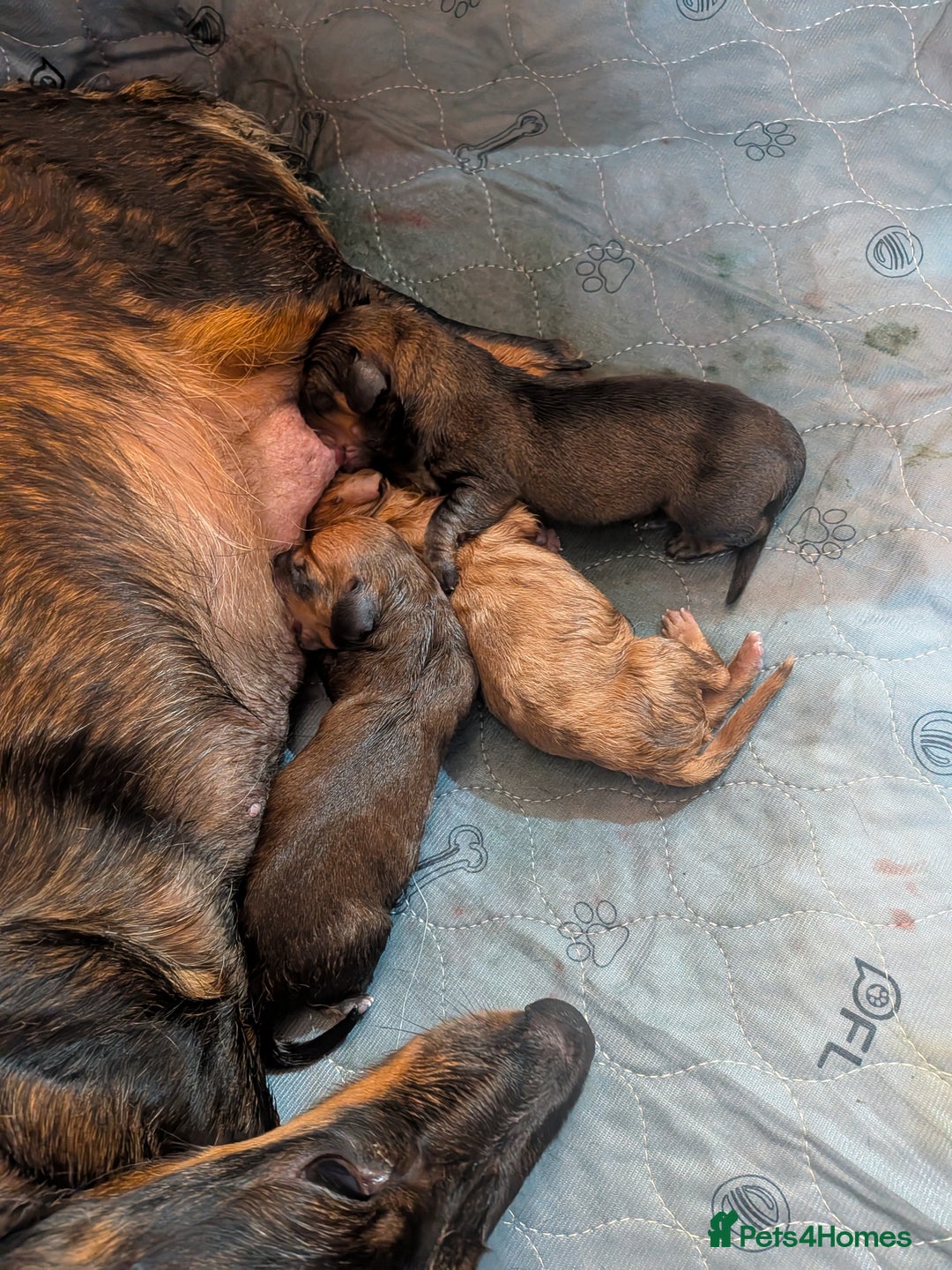 Dachshund dogs for sale: Dachshund puppies  - Advert 3