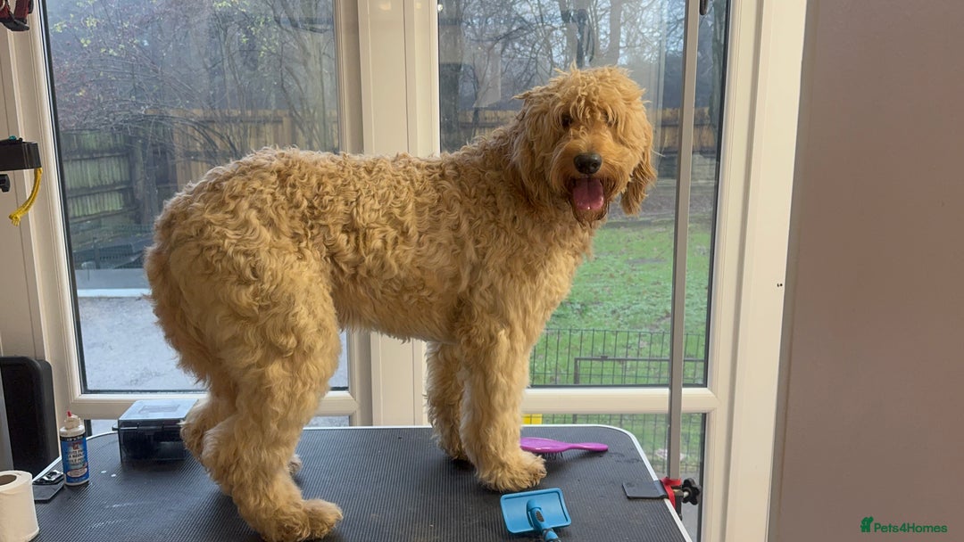 Goldendoodle dogs for sale: These will be stunning adults. Real head turners. - Advert 22