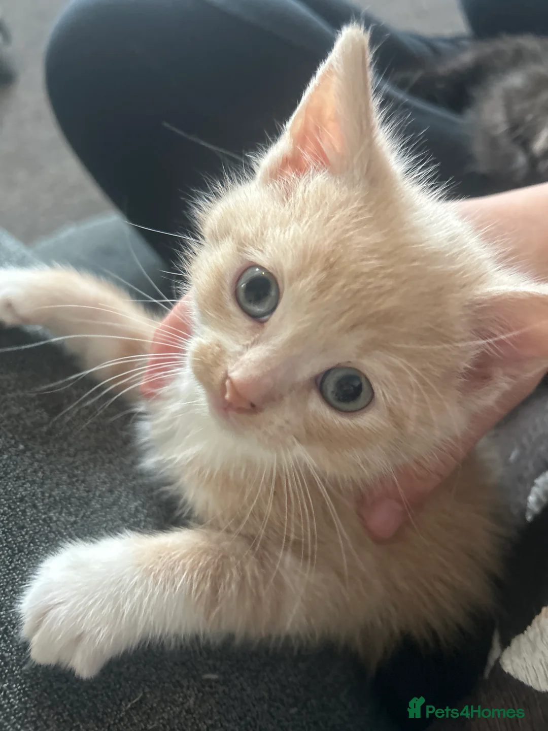 Mixed Breed cats for sale: Mixed kittens  in Bristol - Advert 2