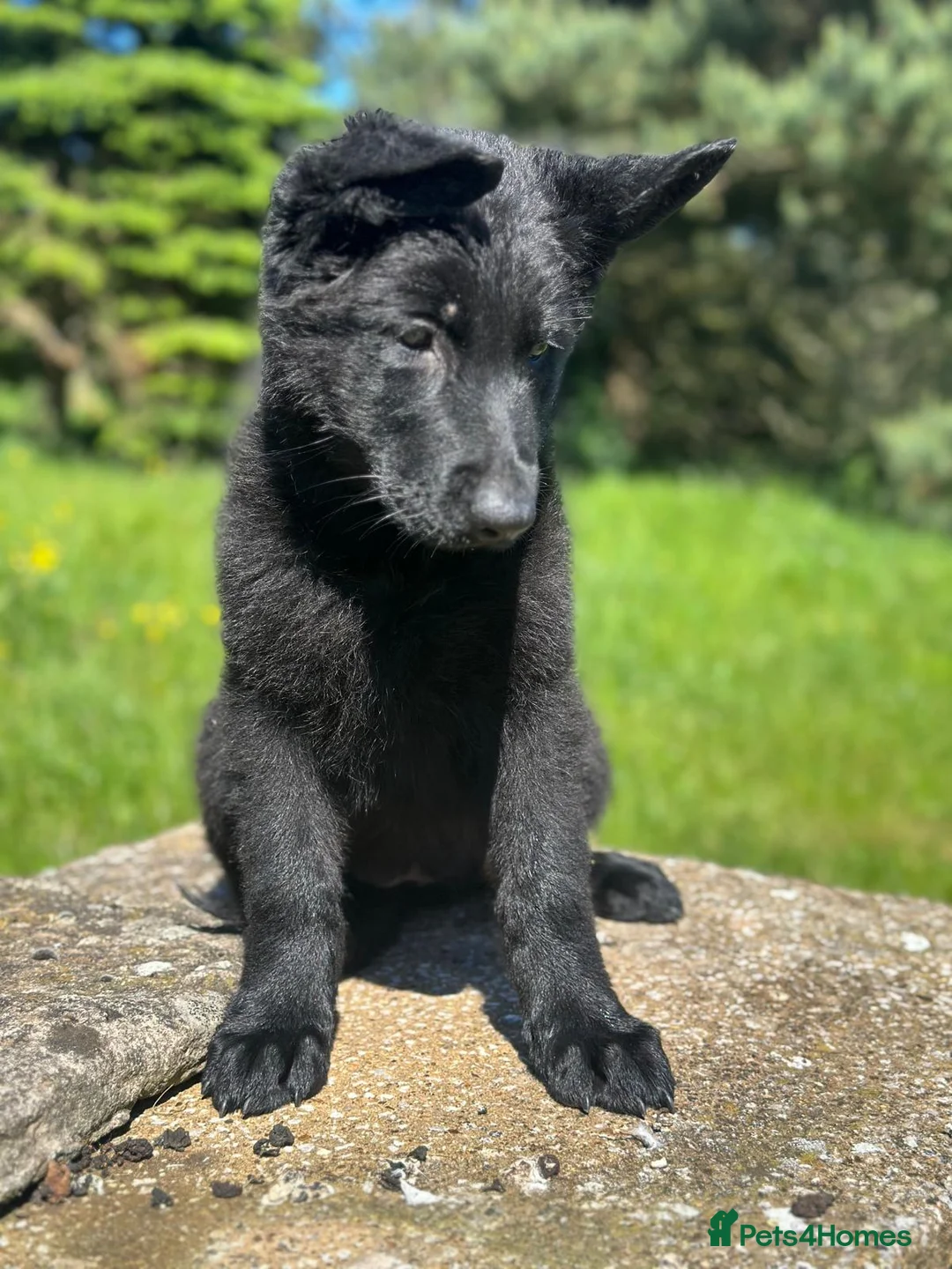 German Shepherd dogs for sale: German shepherd puppy  - Advert 2
