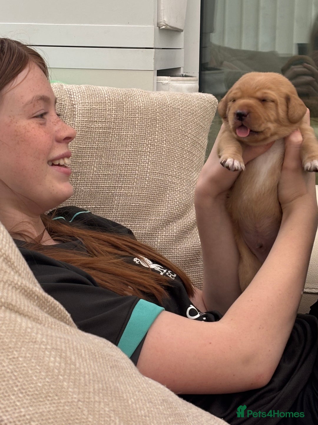 Springador dogs for sale: Labrador puppies (red/copper). Health checked.  - Image 11