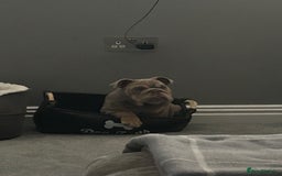 Mixed Breed dogs for sale: English bulldog  - Image 7