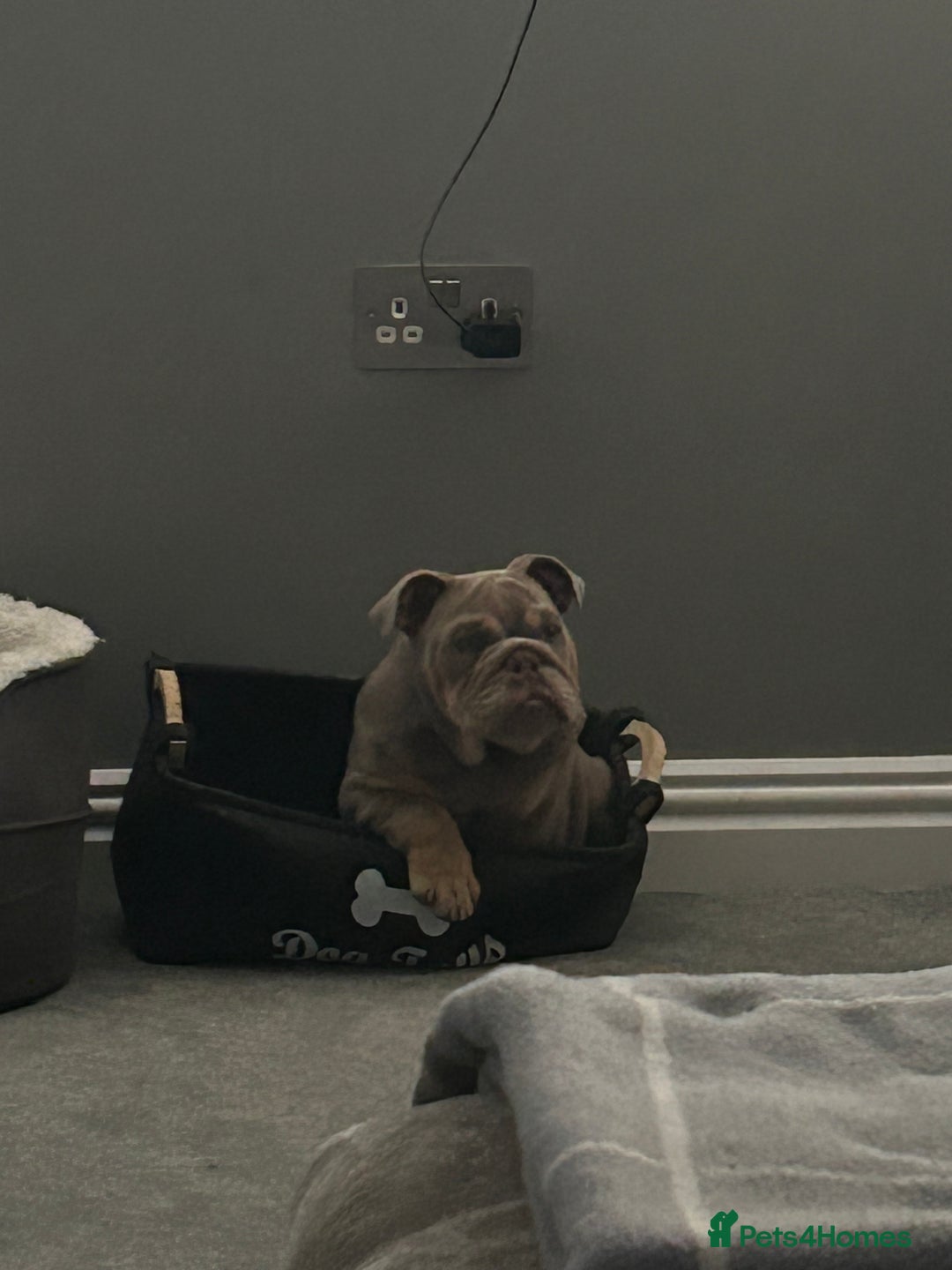Mixed Breed dogs for sale: English bulldog  - Image 7