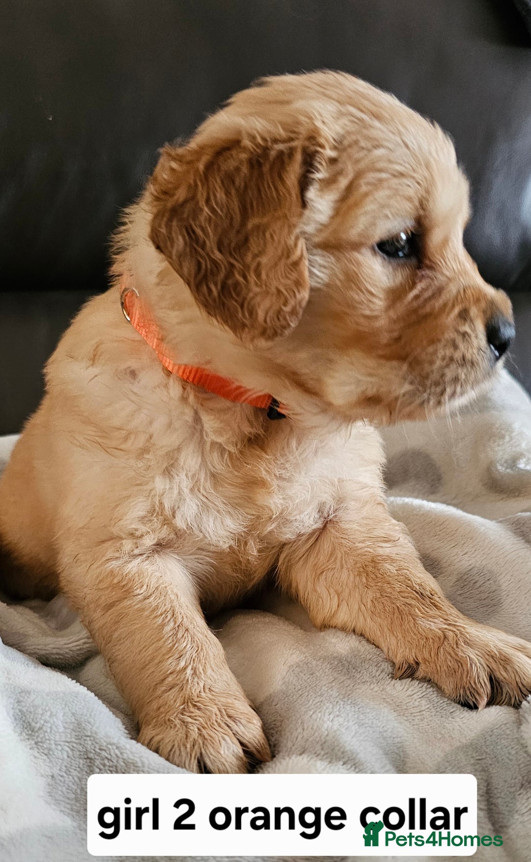 Golden Retriever dogs for sale:  golden retriever pups - Advert 10