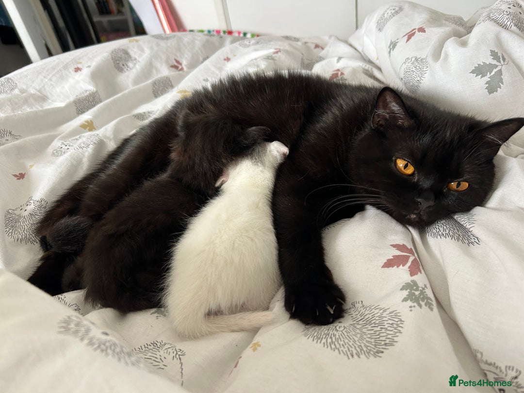 British Shorthair cats for sale: 2 male kittens - Image 6