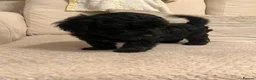 Shihpoo dogs for sale: Gorgeous f1 Shih poo puppies - Advert 4