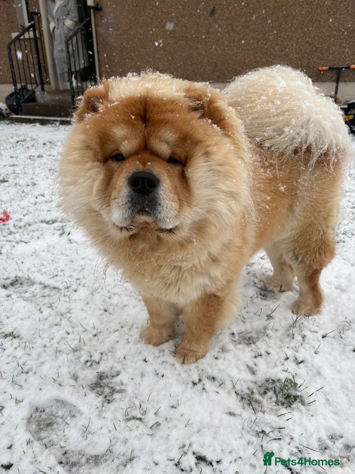 Chow Chow dogs Male chowchow for stud.  - Advert 11