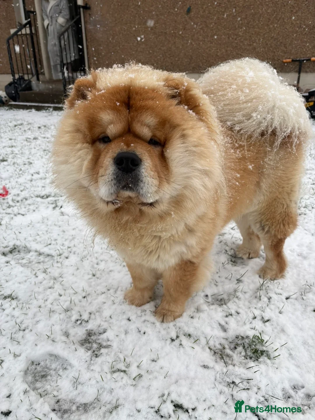Chow Chow dogs for stud: Male chowchow for stud.  in Dalkeith - Advert 1