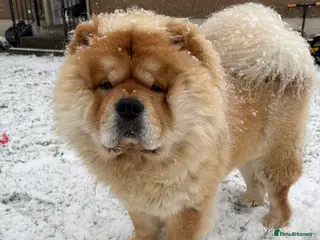 Chow Chow dogs Male chowchow for stud. - Advert 11