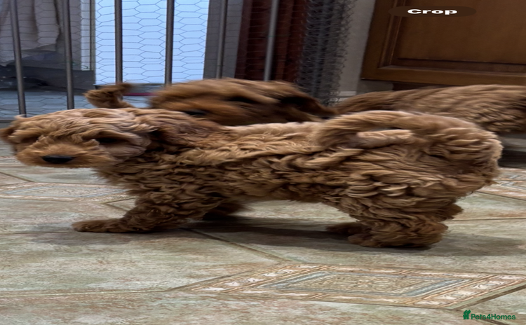 Cockapoo dogs - Advert 16