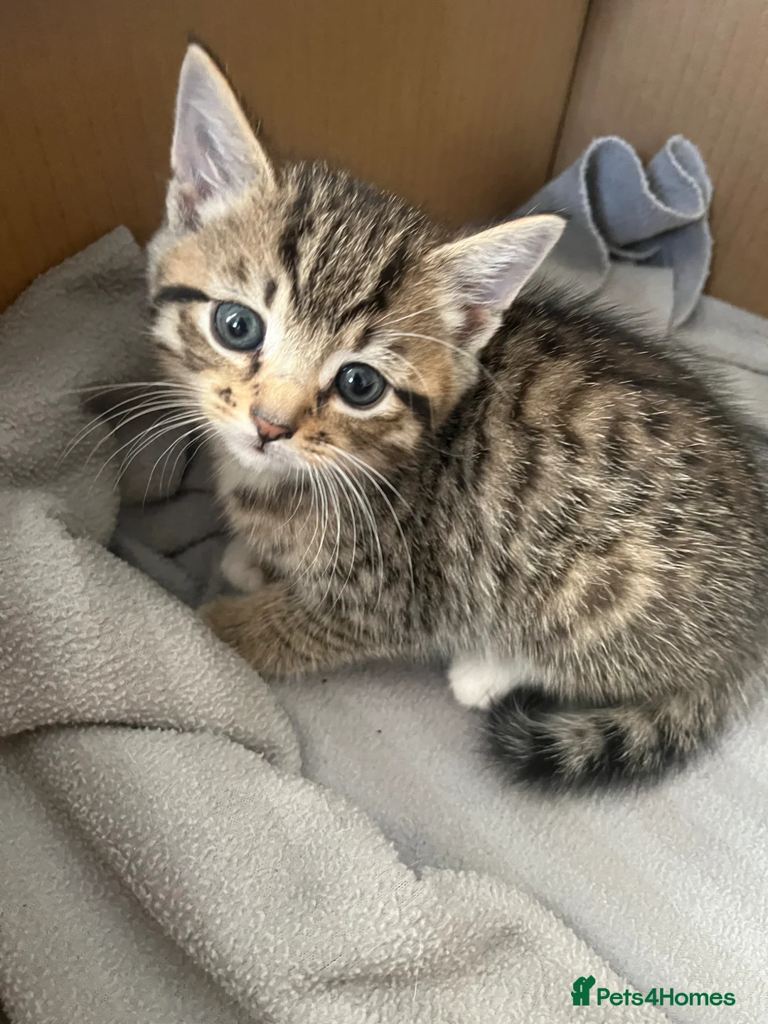 Domestic Shorthair cats for sale: 4 adorable kittens looking for their forever homes - Advert 1