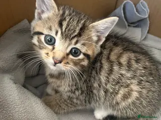 Domestic Shorthair cats 4 adorable kittens looking for their forever homes - Advert 1