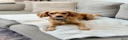 Cocker Spaniel dogs for stud: Golden Cocker Spaniel for Stud - Advert 4