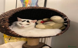 Brazilian Shorthair cats for sale: Beautiful Female Shorthair  - Image 7