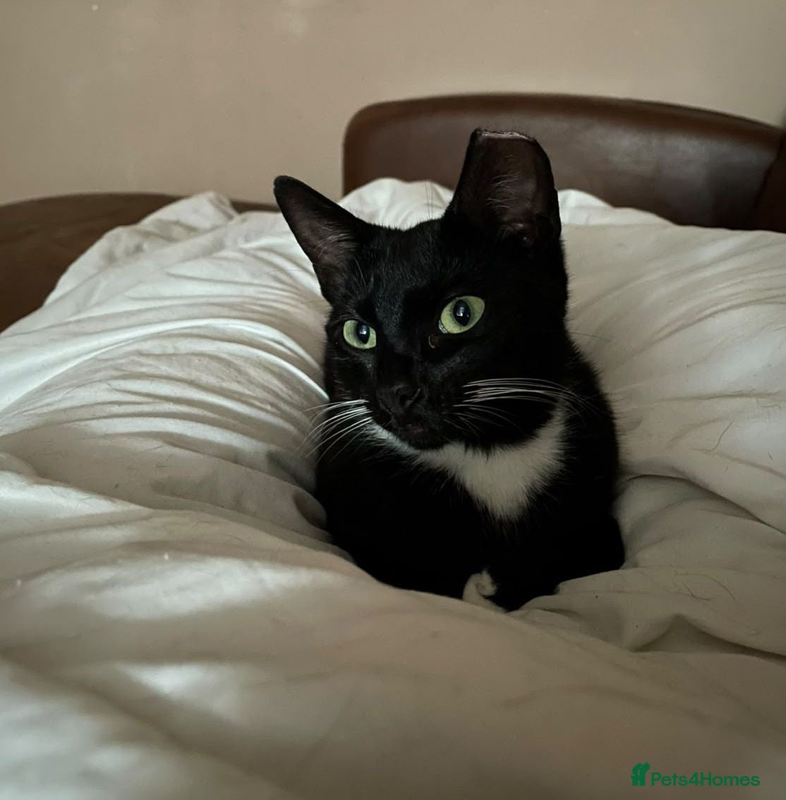 Mixed Breed cats VIXEN - Advert 1