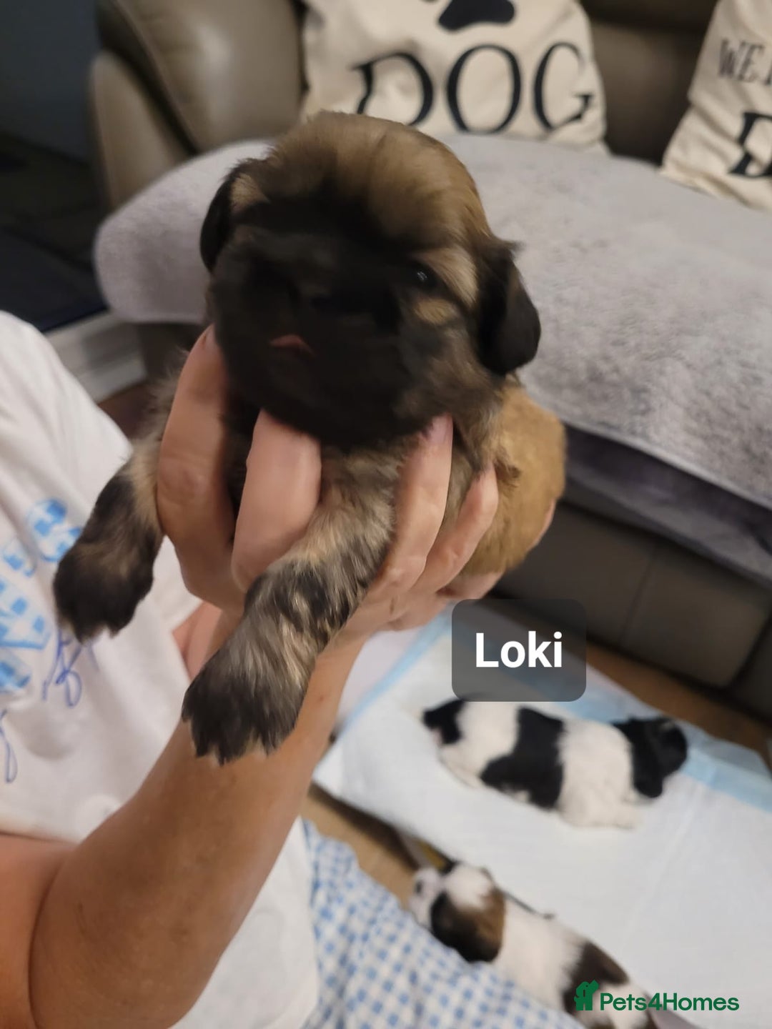 Shih Tzu dogs for sale: Beautiful Shih Tzu Puppies - Image 22