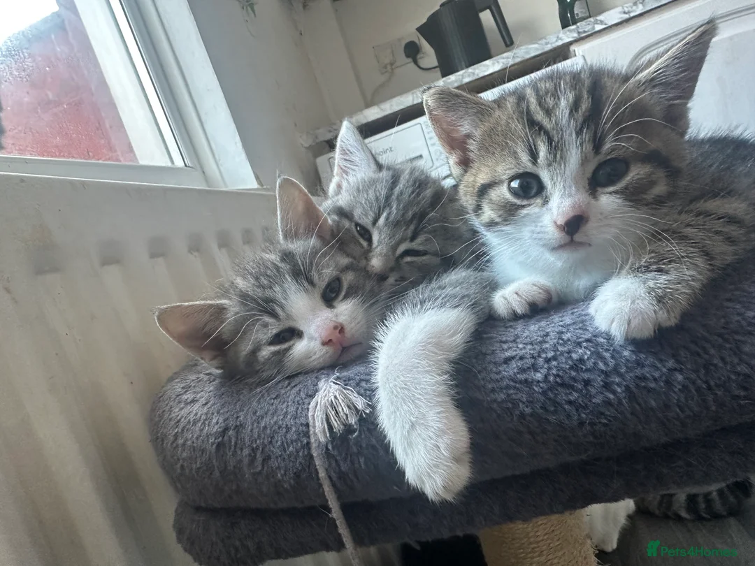 British Shorthair cats for sale: Beautiful Grey & White Male Kitten - Advert 2